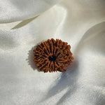 14 Mukhi Rudraksha (चौदह मुखी रुद्राक्ष) - Rudracharms