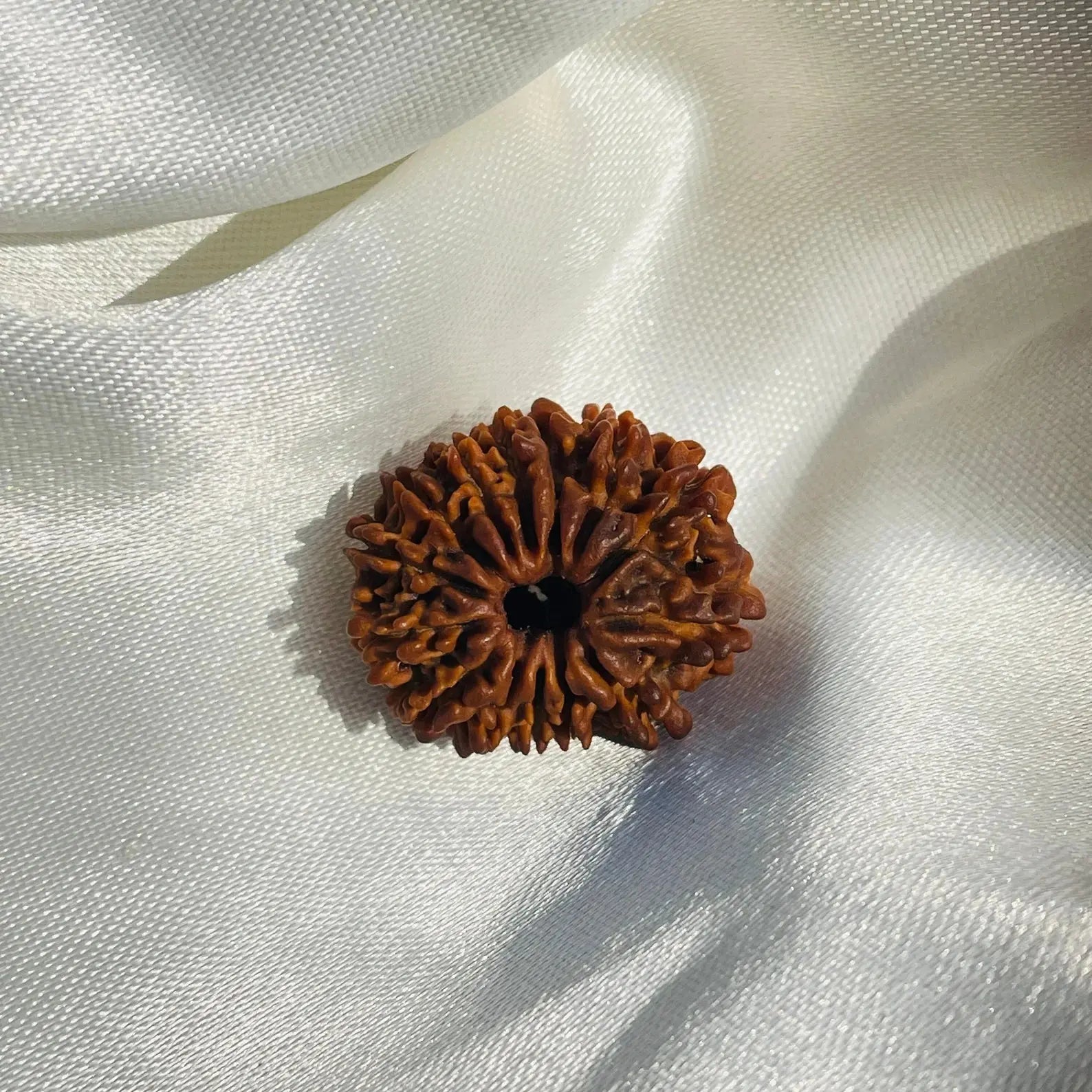 14 Mukhi Rudraksha (चौदह मुखी रुद्राक्ष) - Rudracharms