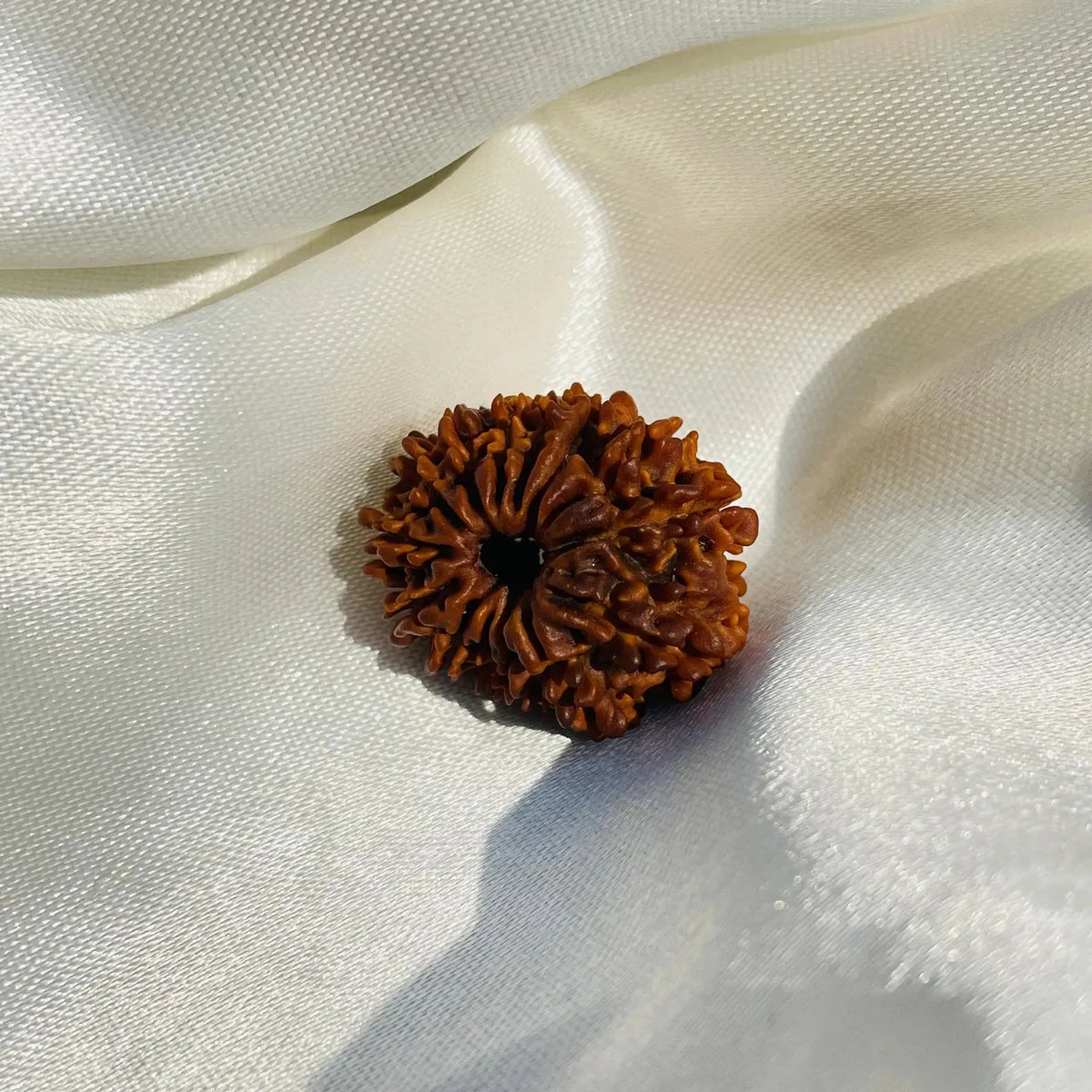 14 Mukhi Rudraksha (चौदह मुखी रुद्राक्ष) - Rudracharms