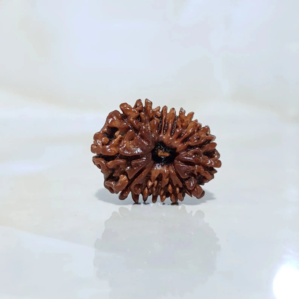 15 MUKHI RUDRAKSHA (15 मुखी रुद्राक्ष) - Rudracharms