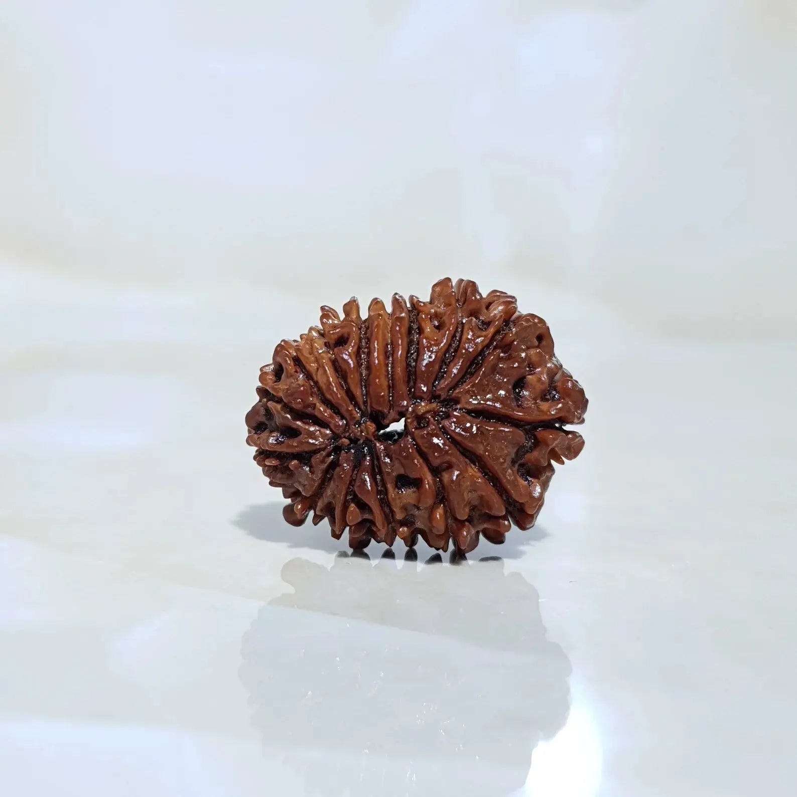 15 MUKHI RUDRAKSHA (15 मुखी रुद्राक्ष) - Rudracharms