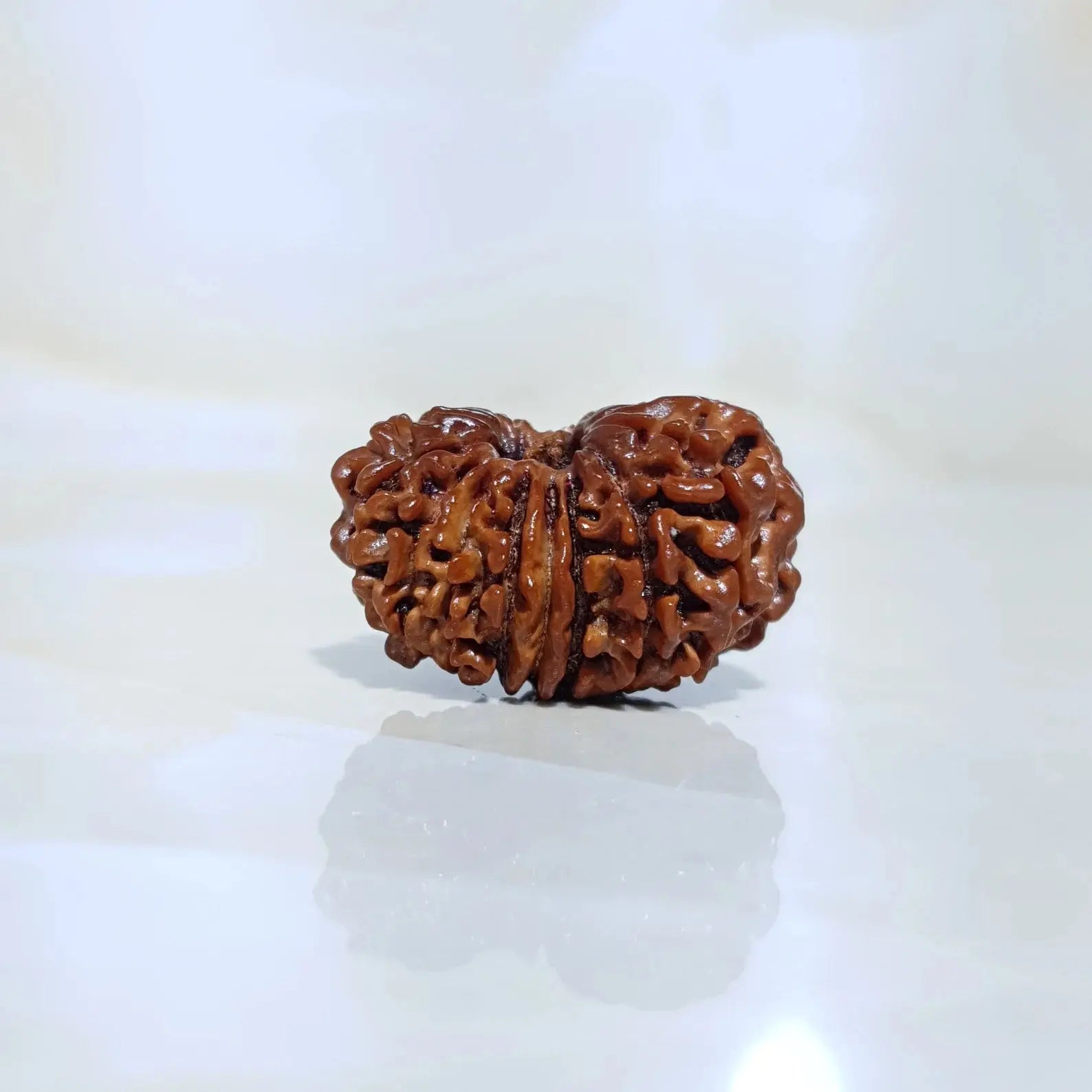 15 MUKHI RUDRAKSHA (15 मुखी रुद्राक्ष) - Rudracharms