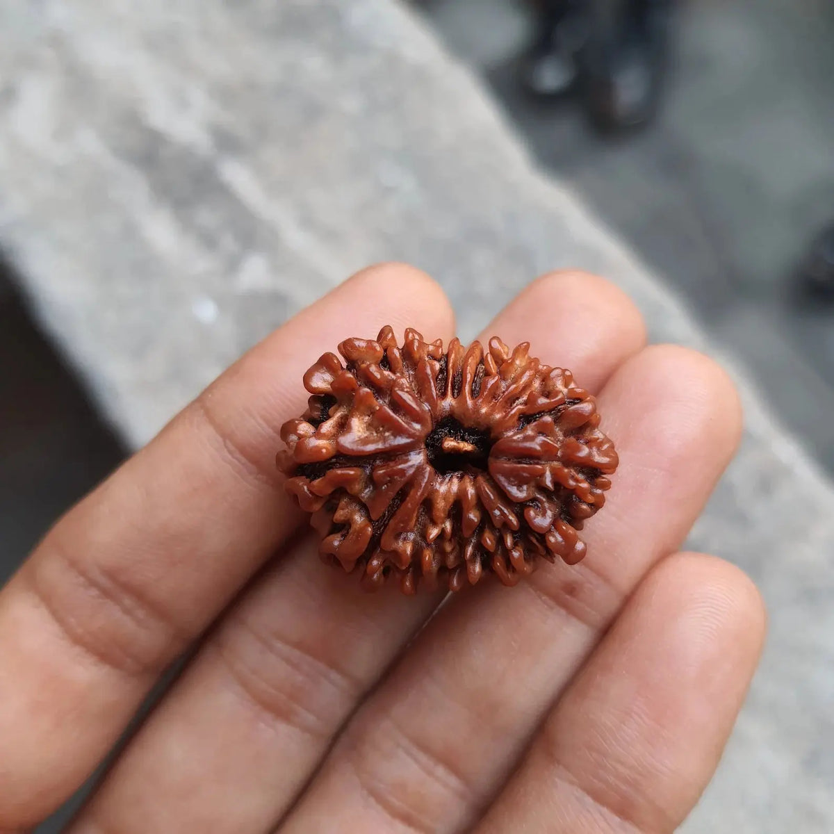 15 MUKHI RUDRAKSHA (15 मुखी रुद्राक्ष) - Rudracharms