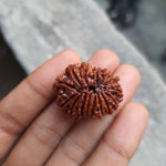 15 MUKHI RUDRAKSHA (15 मुखी रुद्राक्ष) - Rudracharms