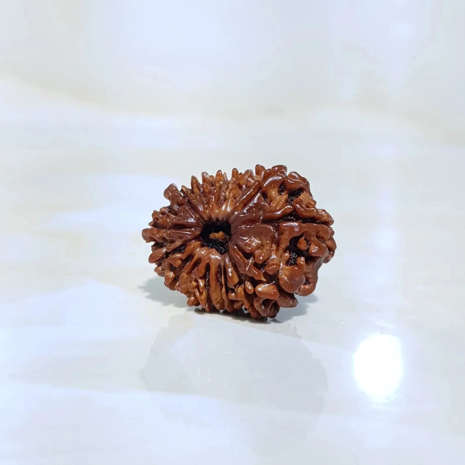 15 MUKHI RUDRAKSHA (15 मुखी रुद्राक्ष) - Rudracharms