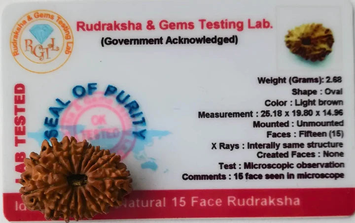 15 MUKHI RUDRAKSHA NEPAL - Rudra Charms
