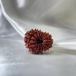 16 Mukhi Rudraksha (16 मुखी रुद्राक्ष) - Rudracharms