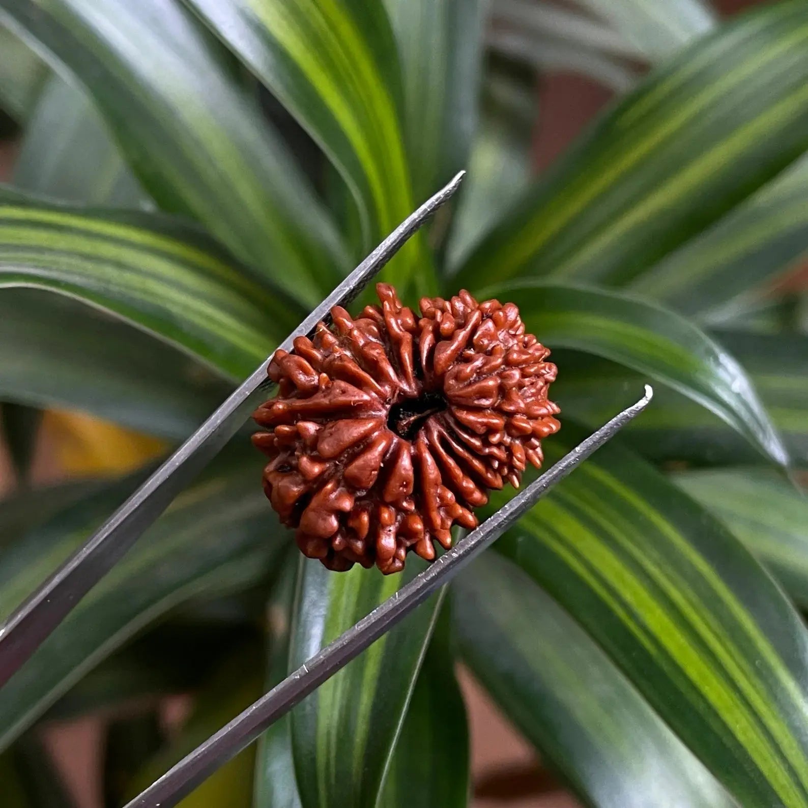 16 Mukhi Rudraksha (16 मुखी रुद्राक्ष) - Rudracharms