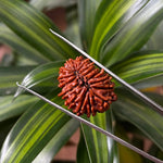 16 Mukhi Rudraksha (16 मुखी रुद्राक्ष) - Rudracharms