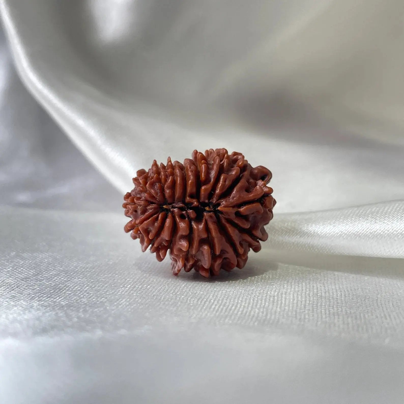 16 Mukhi Rudraksha (16 मुखी रुद्राक्ष) - Rudracharms