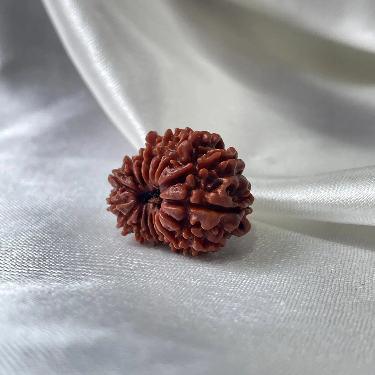 16 Mukhi Rudraksha (16 मुखी रुद्राक्ष) - Rudracharms