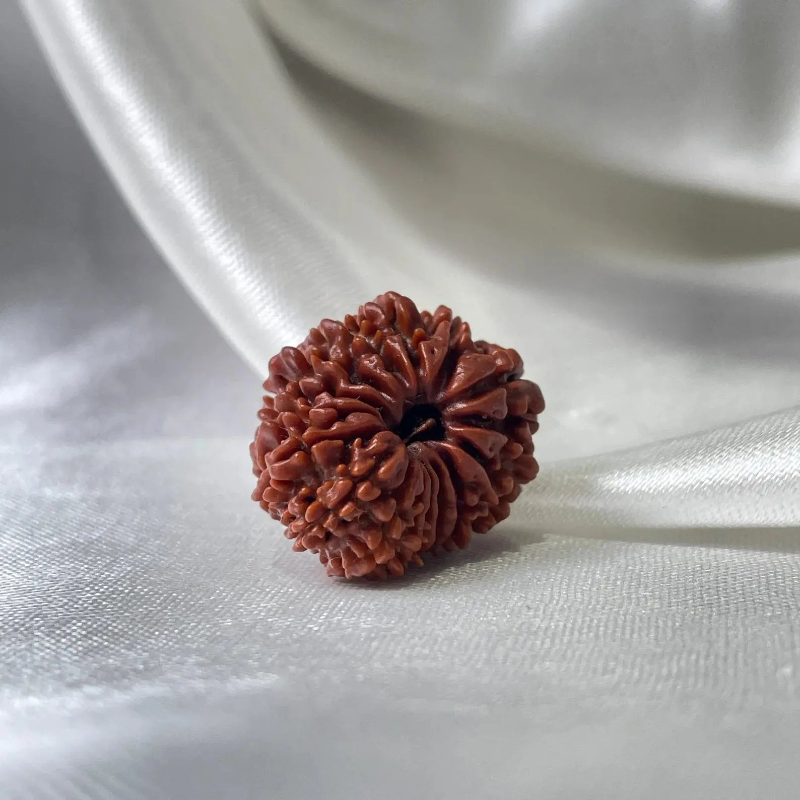 16 Mukhi Rudraksha (16 मुखी रुद्राक्ष) - Rudracharms