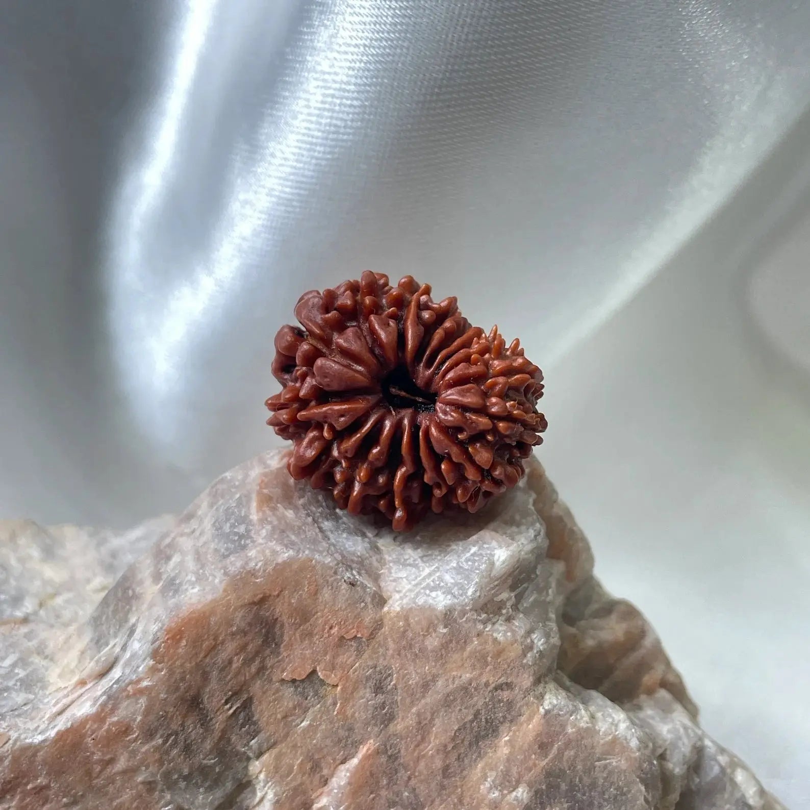 16 Mukhi Rudraksha (16 मुखी रुद्राक्ष) - Rudracharms