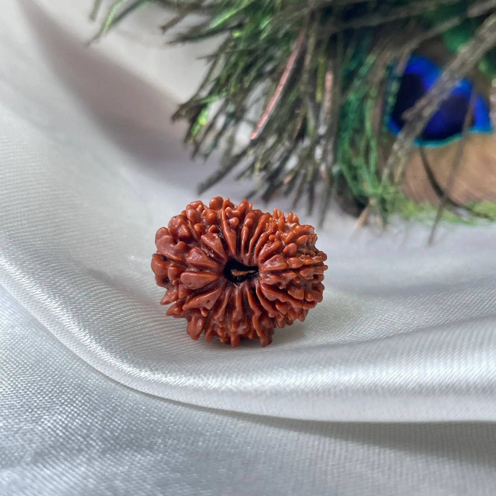 16 Mukhi Rudraksha (16 मुखी रुद्राक्ष) - Rudracharms