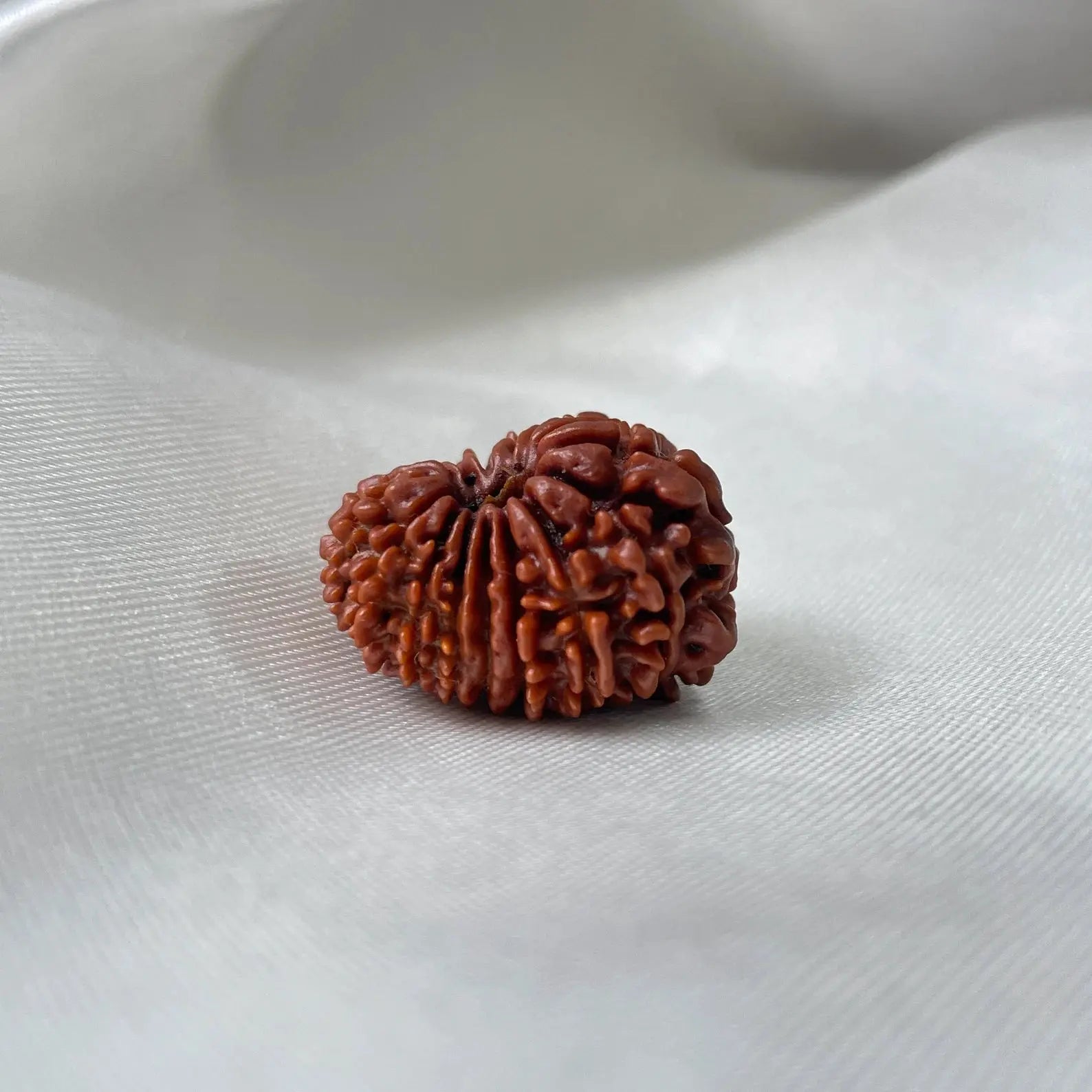 16 Mukhi Rudraksha (16 मुखी रुद्राक्ष) - Rudracharms