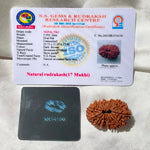 17 face Rudraksha (17 मुखी रुद्राक्ष ) - Rudracharms