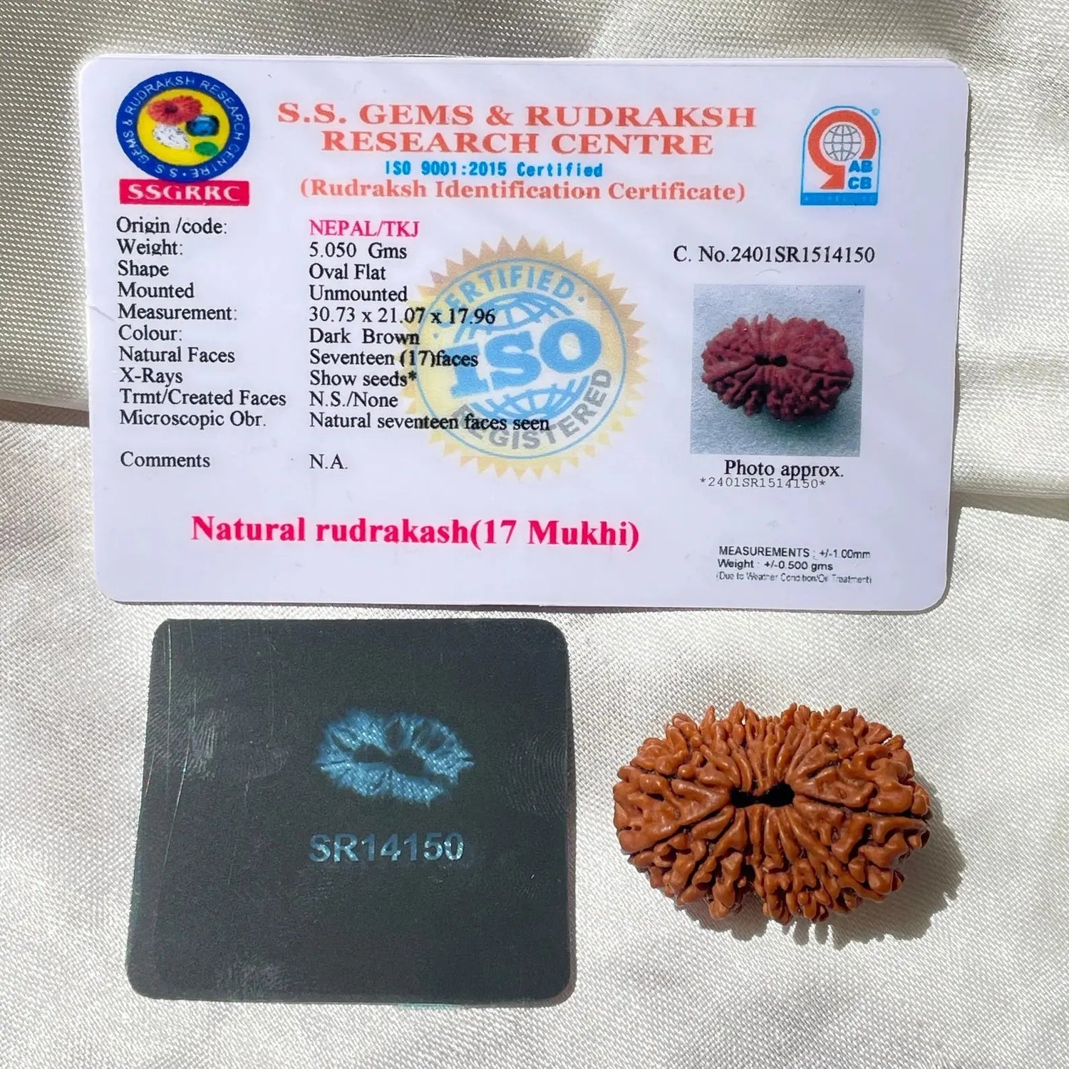 17 face Rudraksha (17 मुखी रुद्राक्ष ) - Rudracharms