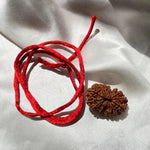 17 face Rudraksha (17 मुखी रुद्राक्ष ) - Rudracharms