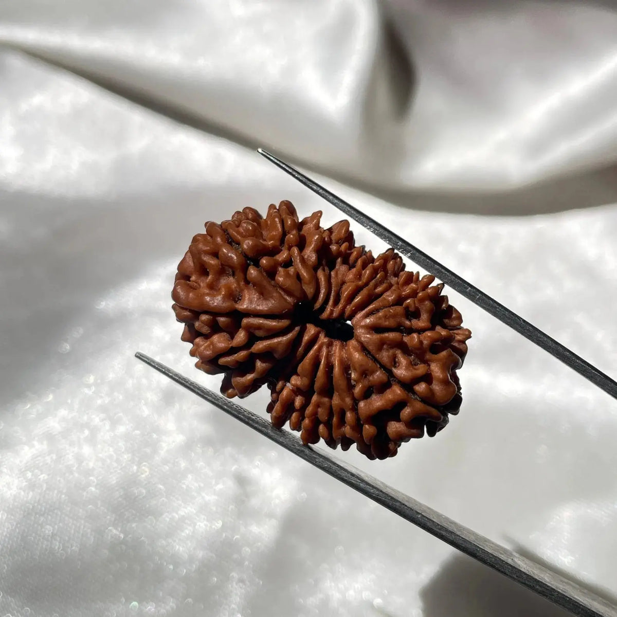 17 face Rudraksha (17 मुखी रुद्राक्ष ) - Rudracharms