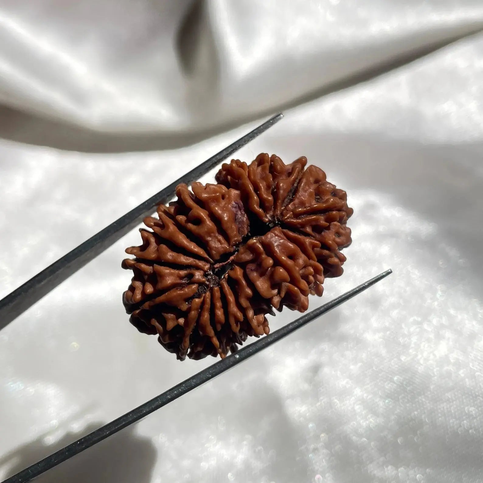 17 face Rudraksha (17 मुखी रुद्राक्ष ) - Rudracharms