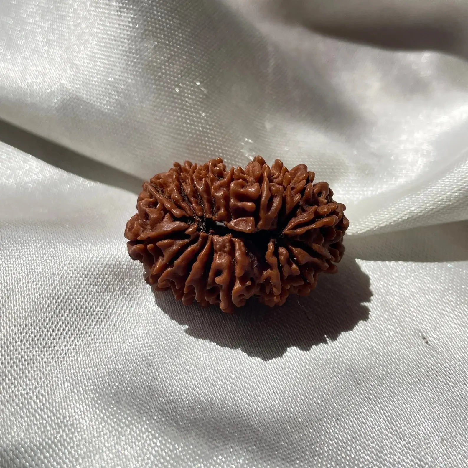 17 face Rudraksha (17 मुखी रुद्राक्ष ) - Rudracharms