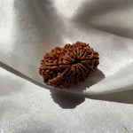 17 face Rudraksha (17 मुखी रुद्राक्ष ) - Rudracharms