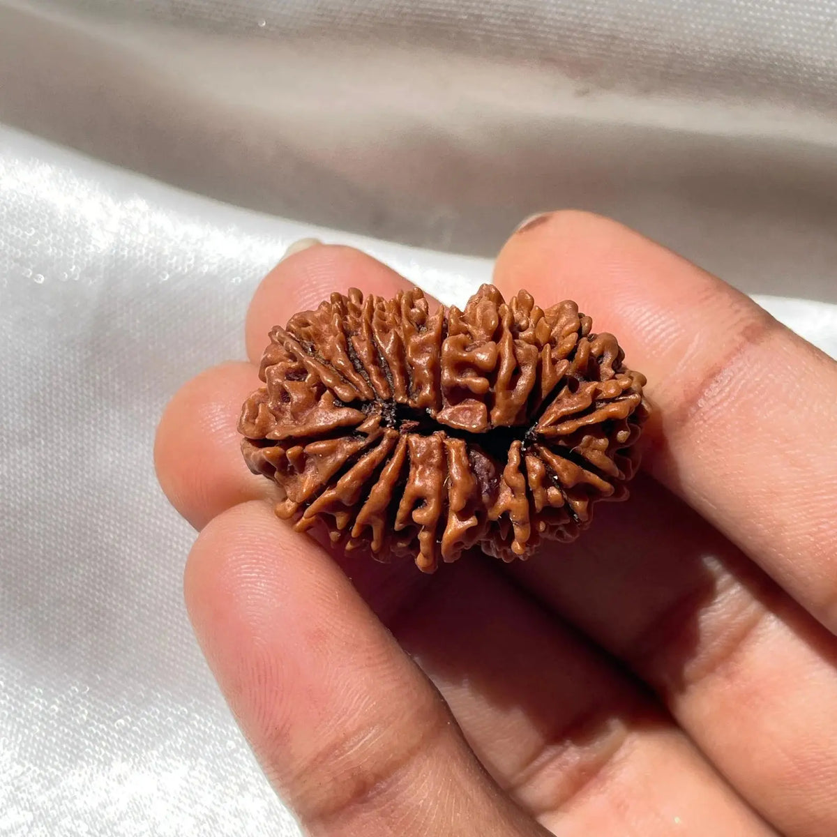 17 face Rudraksha (17 मुखी रुद्राक्ष ) - Rudracharms