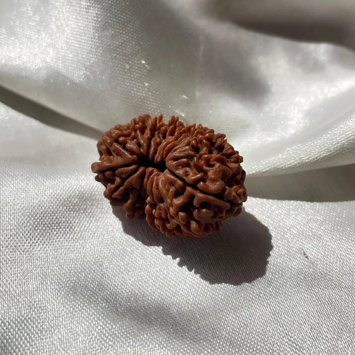 17 face Rudraksha (17 मुखी रुद्राक्ष ) - Rudracharms