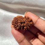 17 face Rudraksha (17 मुखी रुद्राक्ष ) - Rudracharms