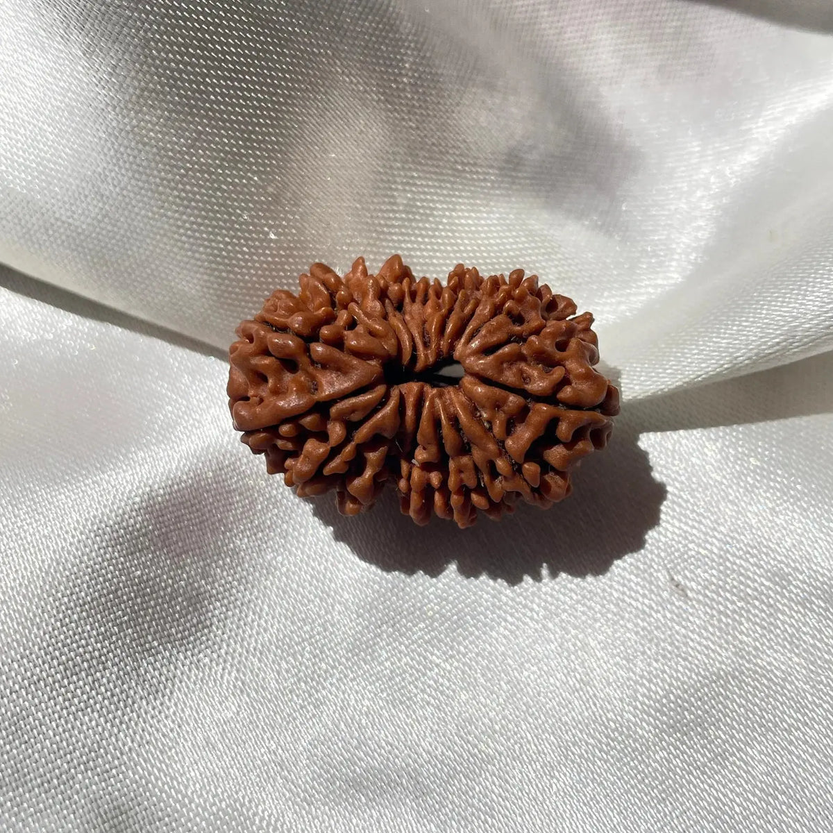 17 face Rudraksha (17 मुखी रुद्राक्ष ) - Rudracharms