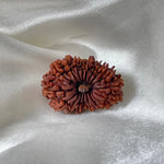 18 Mukhi Rudraksha (18 मुखी रुद्राक्ष) - Rudracharms