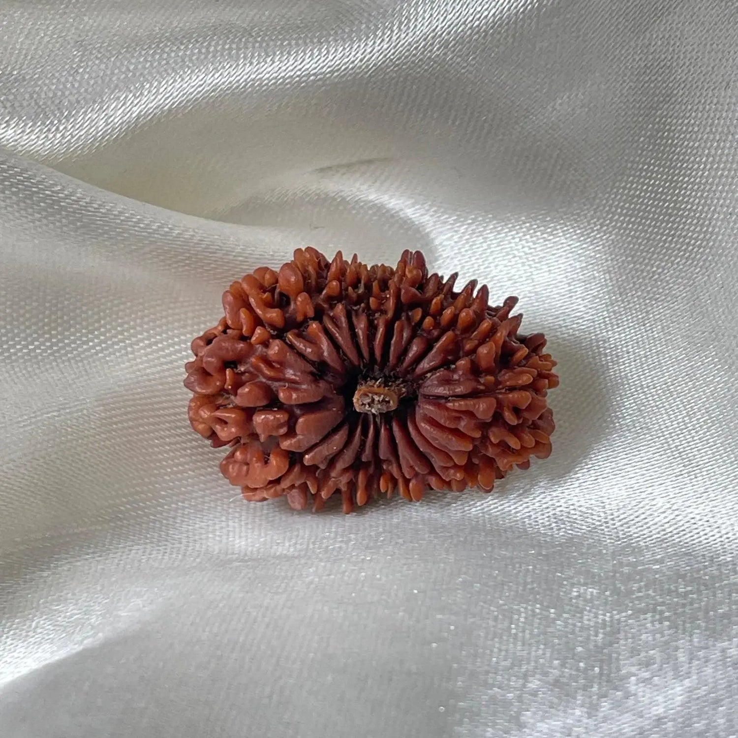 18 Mukhi Rudraksha (18 मुखी रुद्राक्ष) - Rudracharms