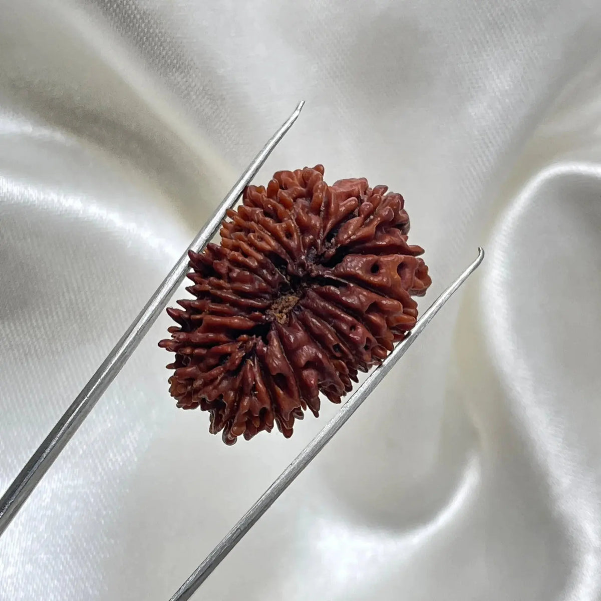 18 Mukhi Rudraksha (18 मुखी रुद्राक्ष) - Rudracharms