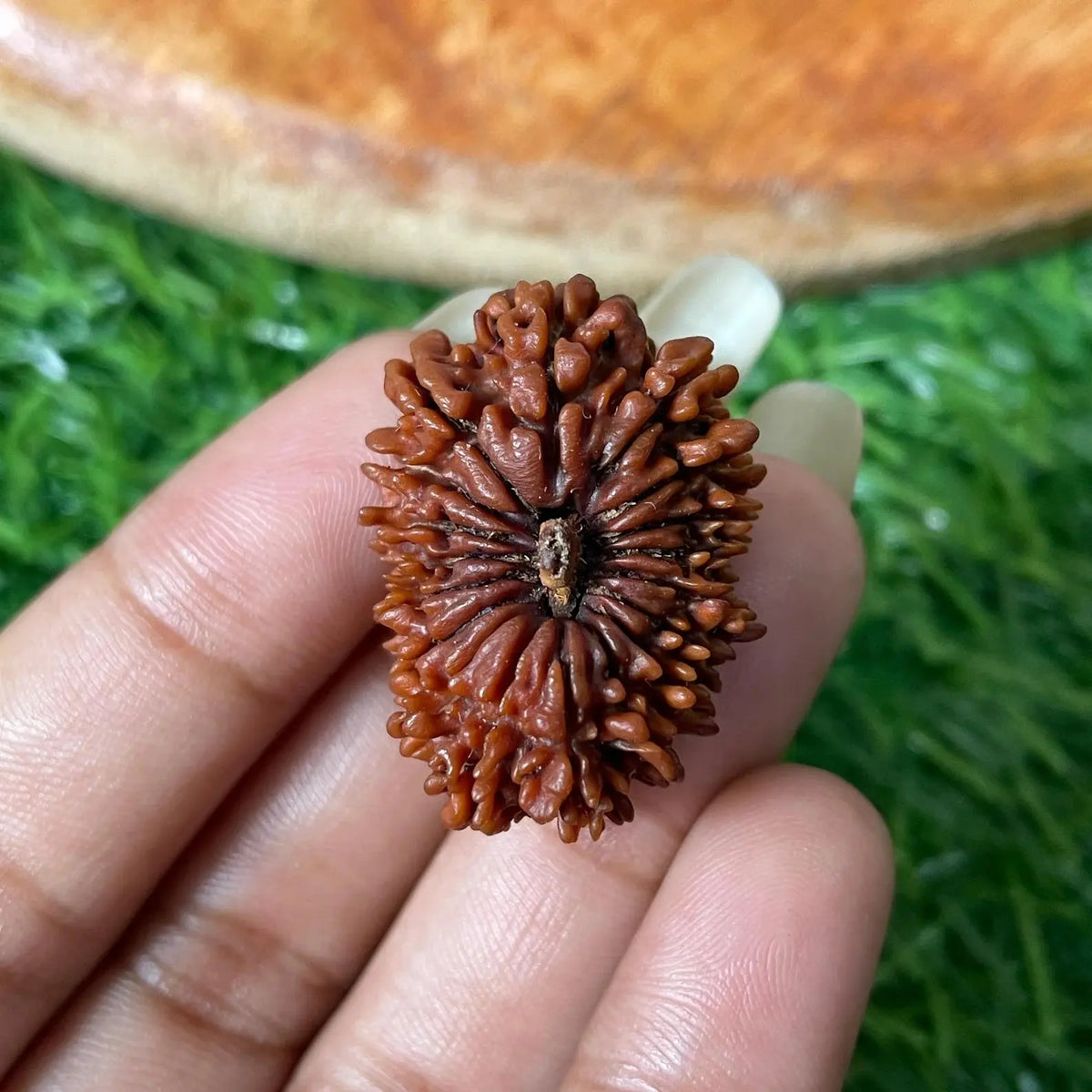 18 Mukhi Rudraksha (18 मुखी रुद्राक्ष) - Rudracharms