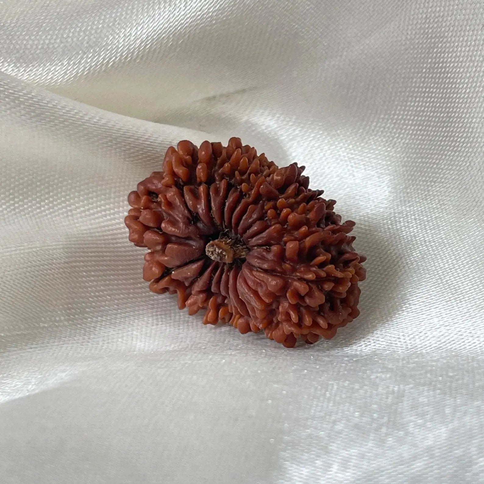 18 Mukhi Rudraksha (18 मुखी रुद्राक्ष) - Rudracharms