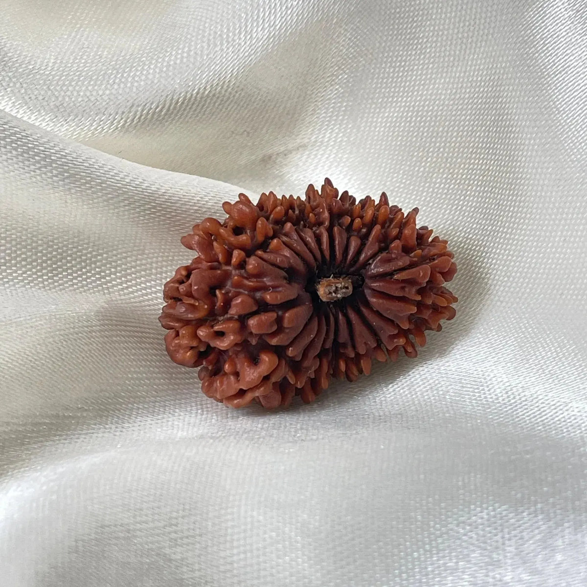 18 Mukhi Rudraksha (18 मुखी रुद्राक्ष) - Rudracharms