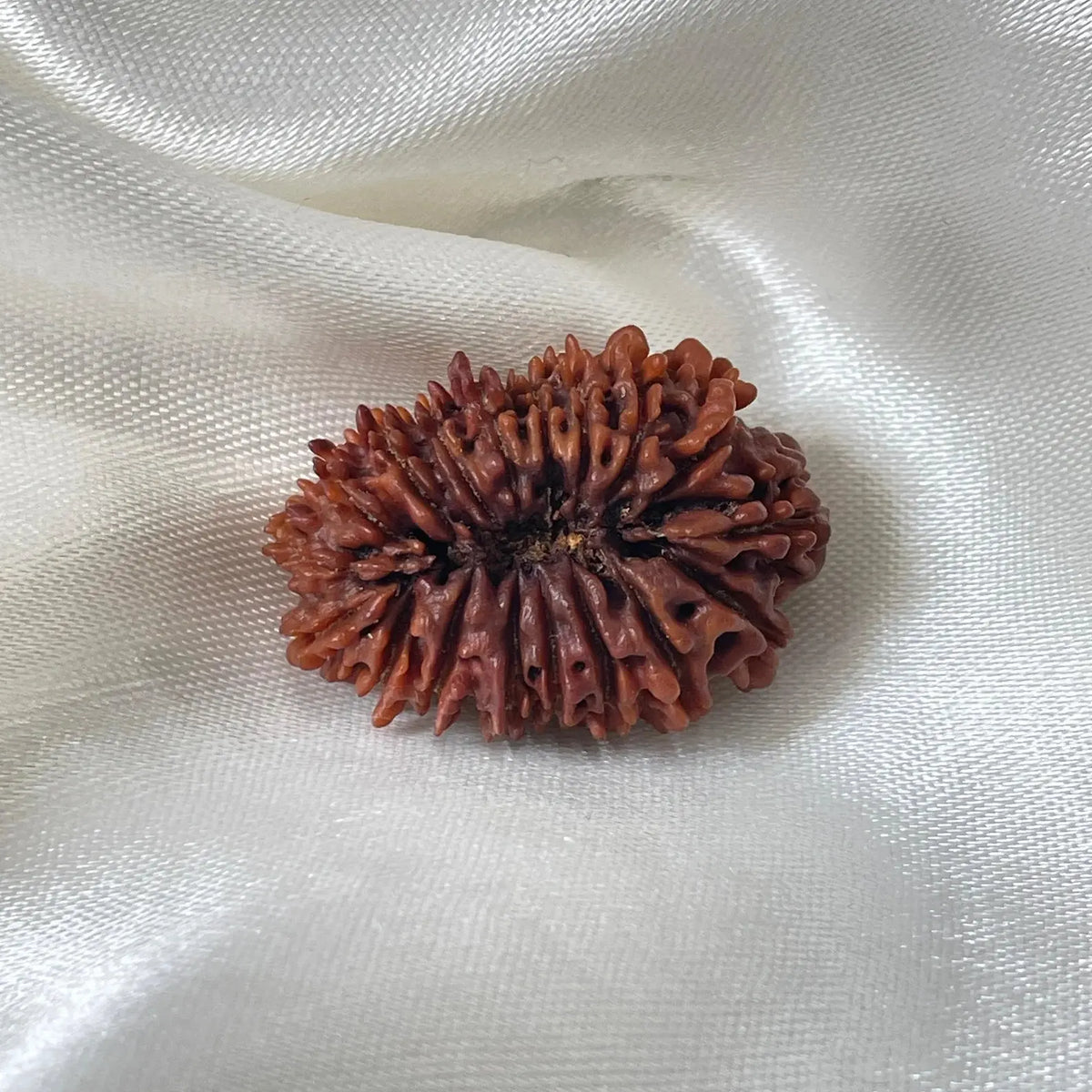 18 Mukhi Rudraksha (18 मुखी रुद्राक्ष) - Rudracharms