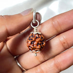 2 Mukhi Rudraskha (2 मुखी रुद्राक्ष) - Rudracharms