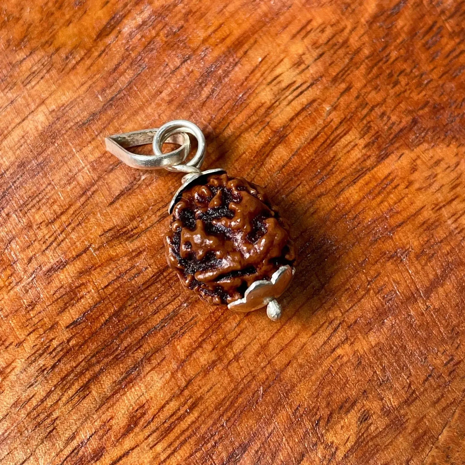 2 Mukhi Rudraskha (2 मुखी रुद्राक्ष) - Rudracharms