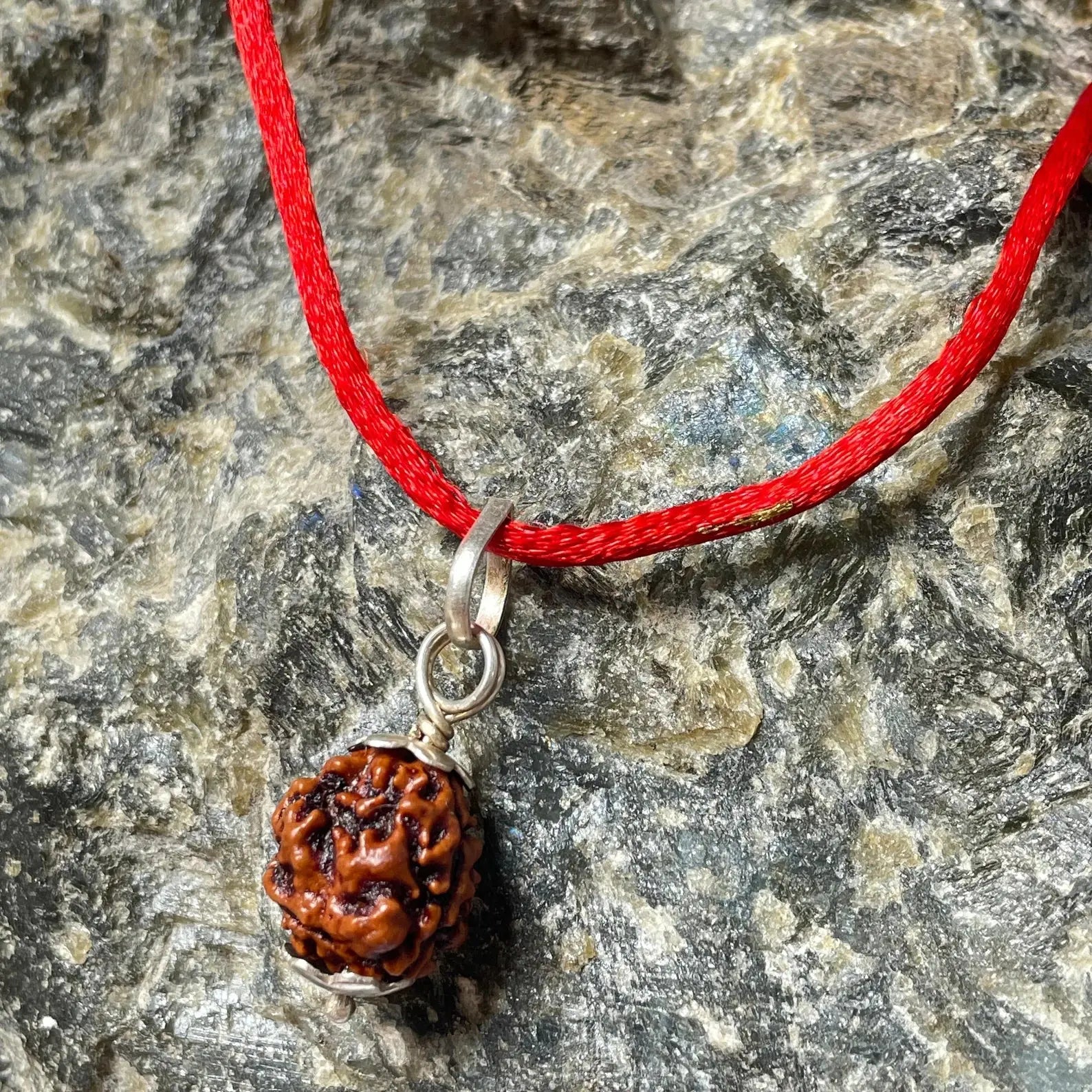 2 Mukhi Rudraskha (2 मुखी रुद्राक्ष) - Rudracharms