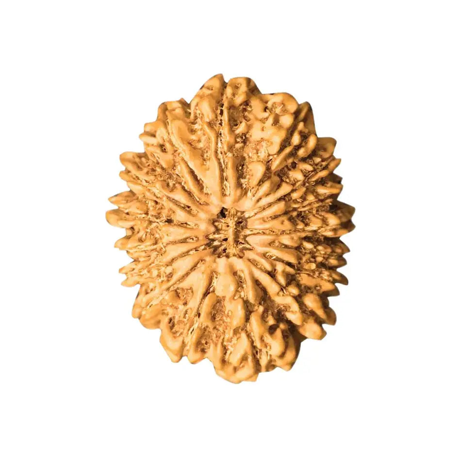 20 Mukhi Nepali Rudraksha With Lab Certified Rudra Charms