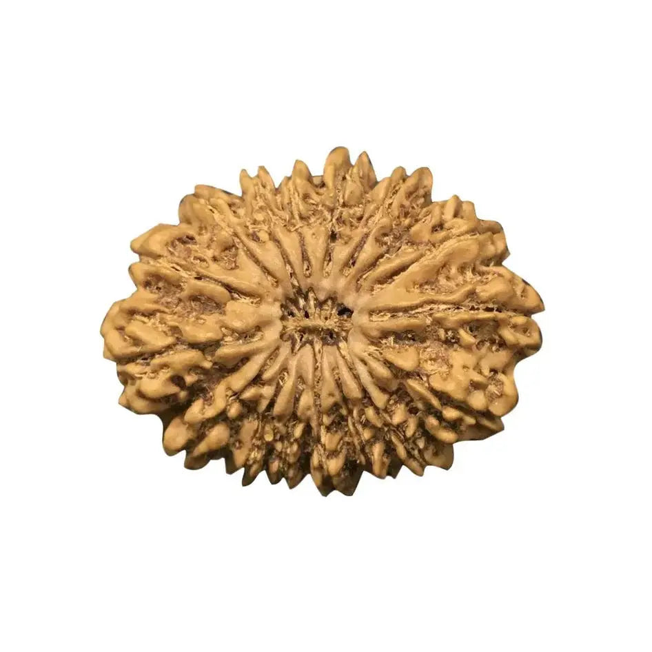 20 Mukhi Nepali Rudraksha With Lab Certified Rudra Charms