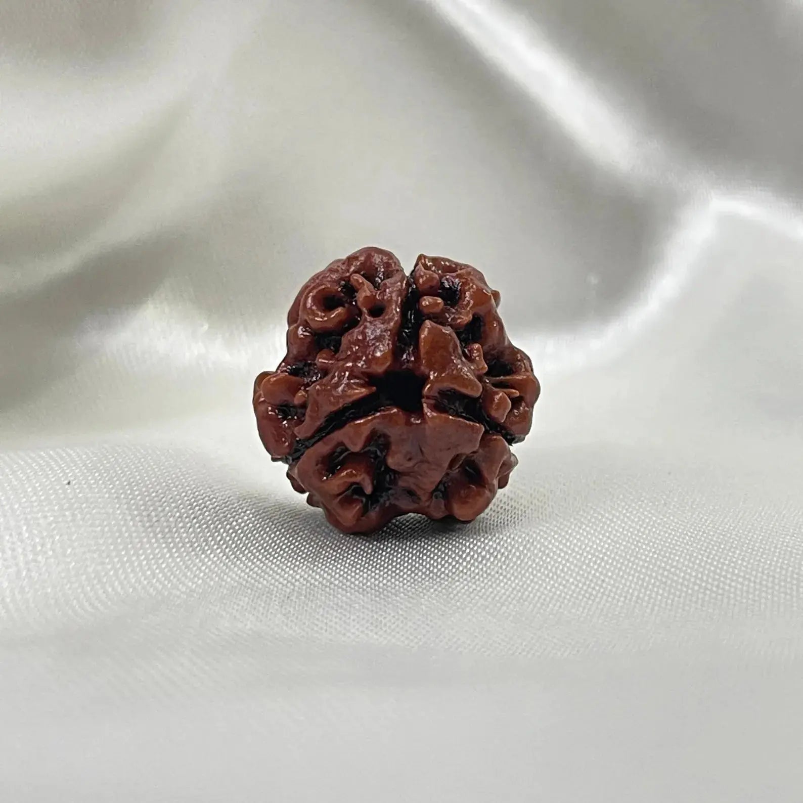 3 Mukhi Rudraksha (तीन मुखी रुद्राक्ष) - Rudracharms