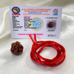 3 Mukhi Rudraksha (तीन मुखी रुद्राक्ष) - Rudracharms