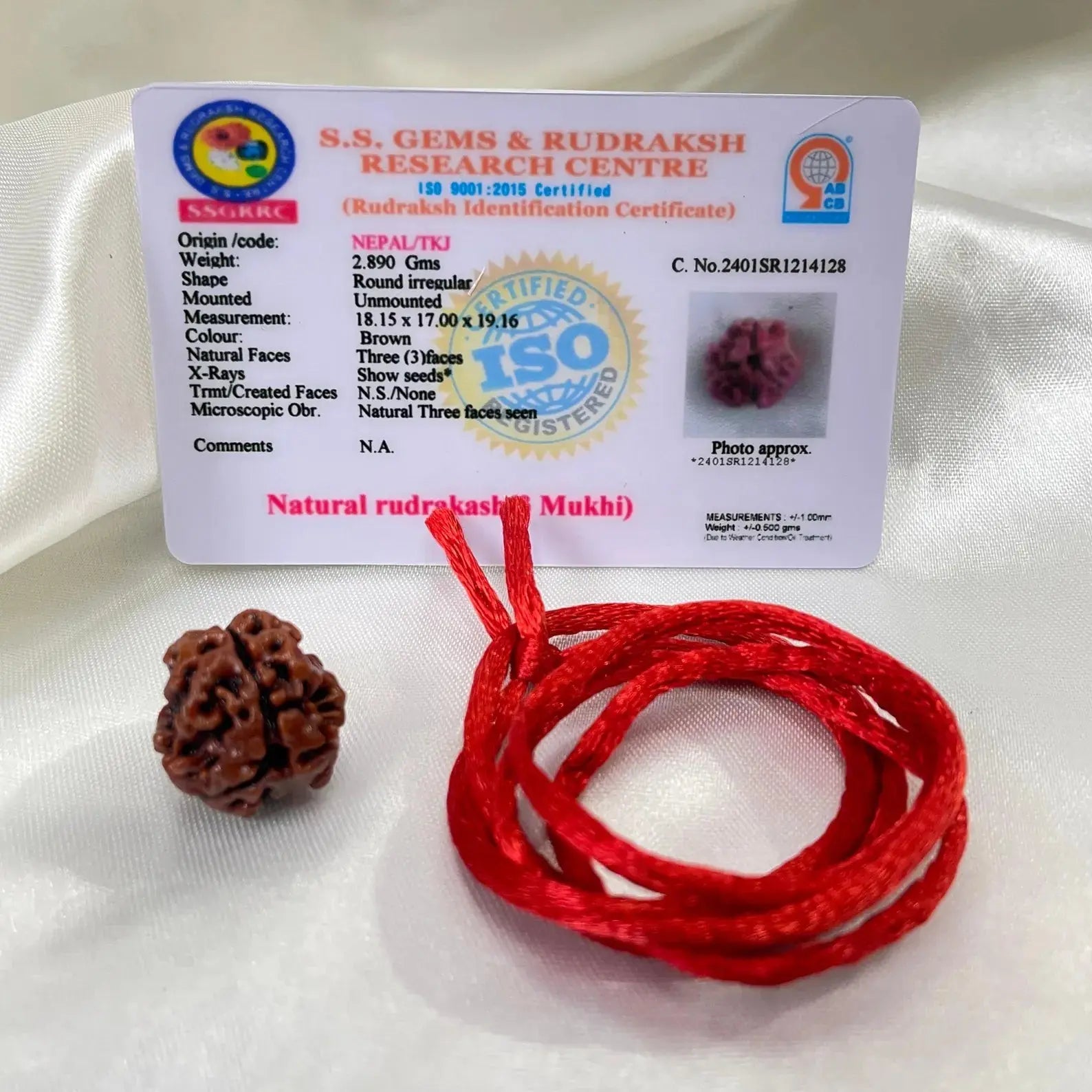 3 Mukhi Rudraksha (तीन मुखी रुद्राक्ष) - Rudracharms