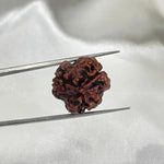 3 Mukhi Rudraksha (तीन मुखी रुद्राक्ष) - Rudracharms