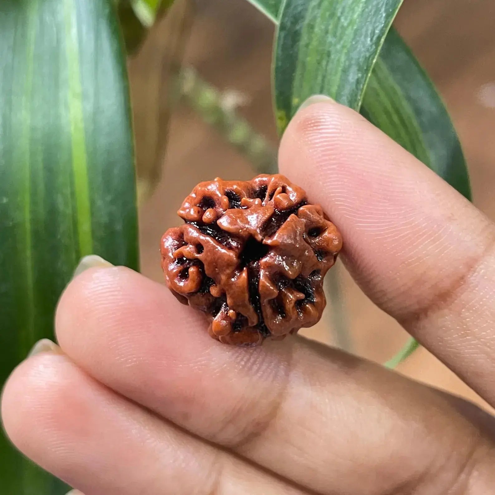 3 Mukhi Rudraksha (तीन मुखी रुद्राक्ष) - Rudracharms