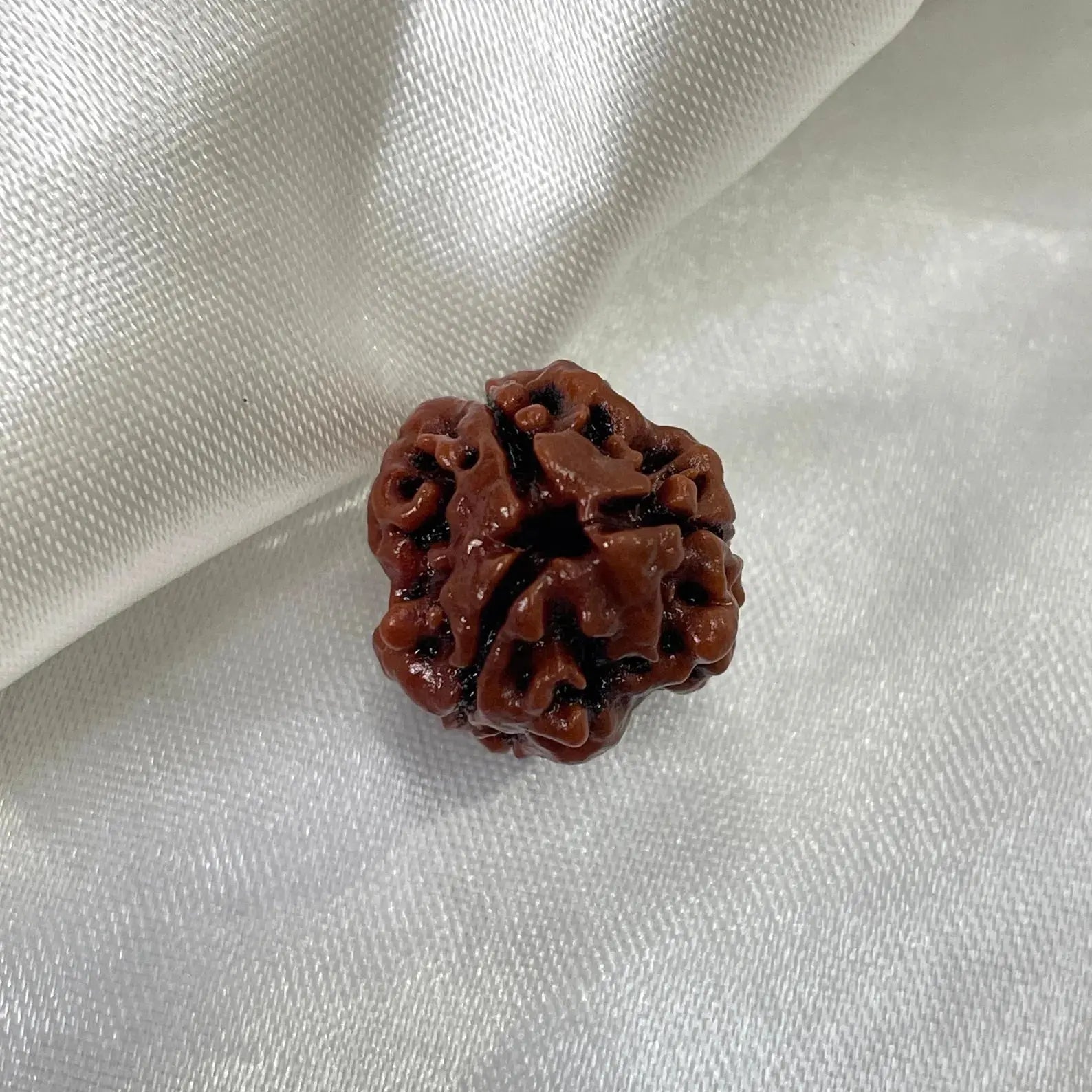 3 Mukhi Rudraksha (तीन मुखी रुद्राक्ष) - Rudracharms