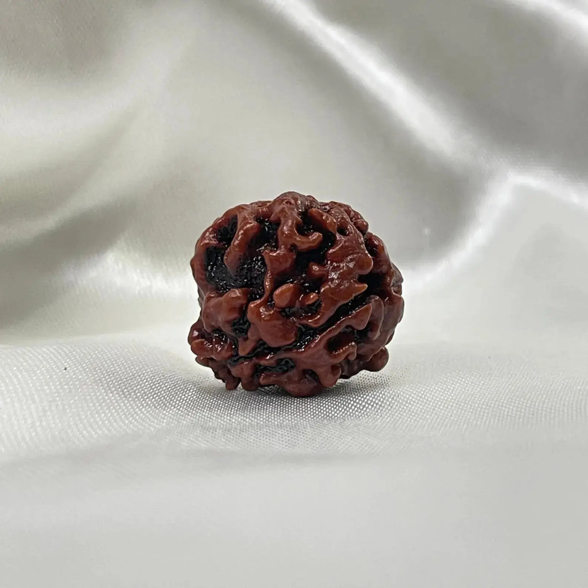 3 Mukhi Rudraksha (तीन मुखी रुद्राक्ष) - Rudracharms