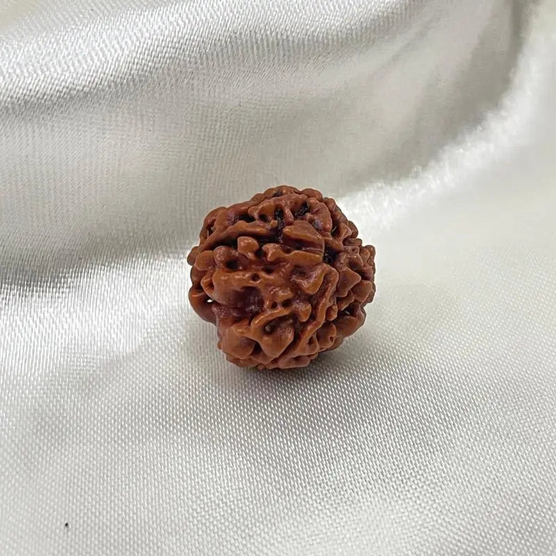 4 Mukhi Rudraksha (4 मुखी रुद्राक्ष) - Rudracharms